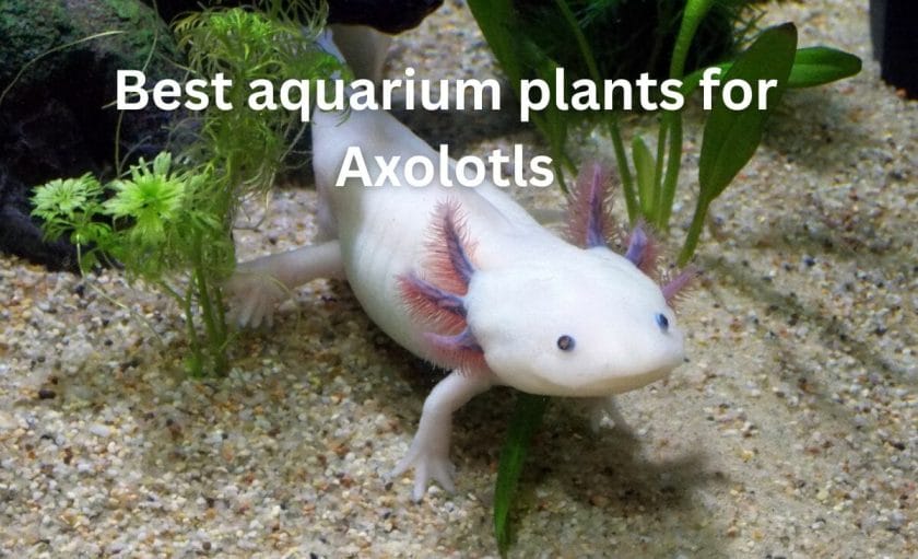 Best aquarium plants for Axolotls