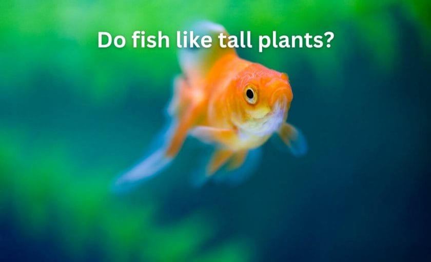 How to plant tall aquarium plants in an aquarium?