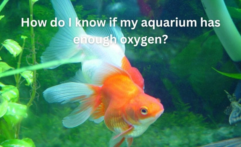 How do I know if my aquarium has enough oxygen?