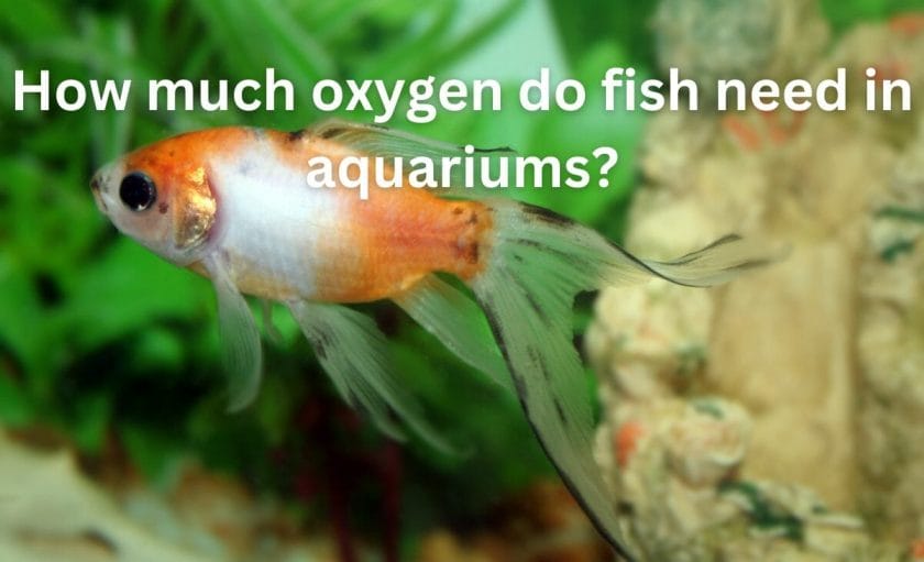 How much oxygen do fish need in aquariums?