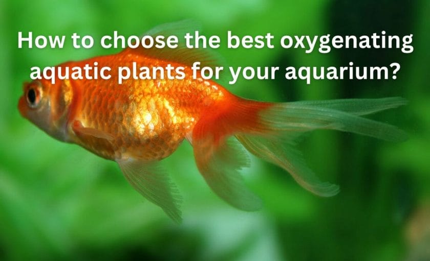 How to choose the best oxygenating aquatic plants for your aquarium?