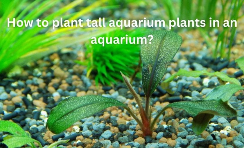 How to plant tall aquarium plants in an aquarium?