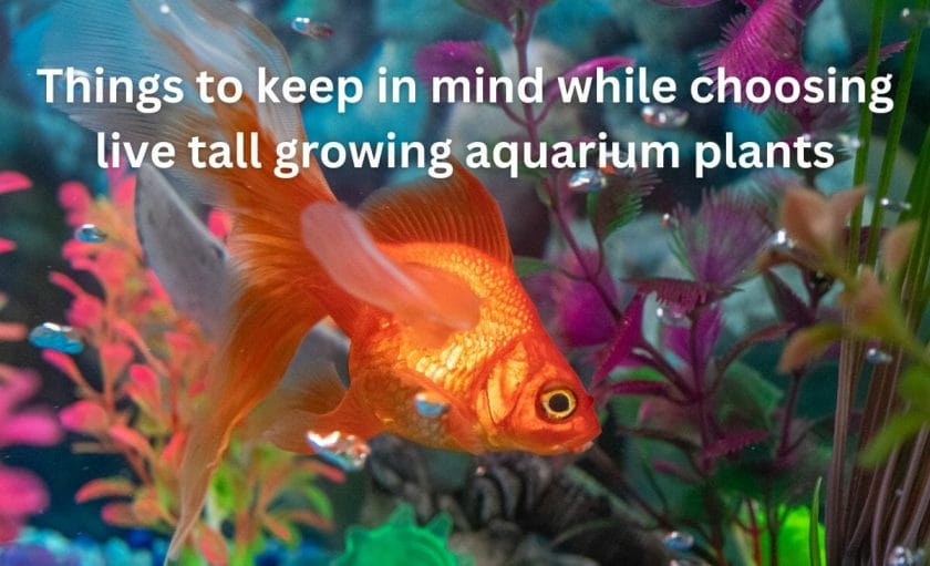 Things to keep in mind while choosing live tall growing aquarium plants