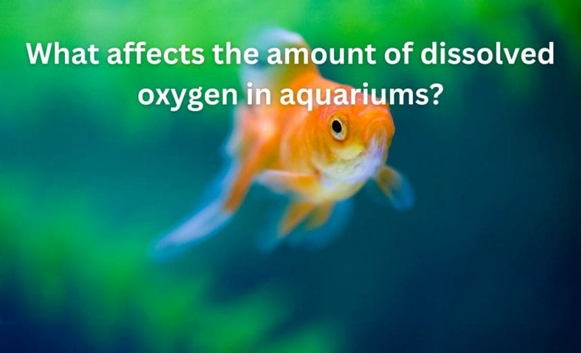What affects the amount of dissolved oxygen in aquariums?