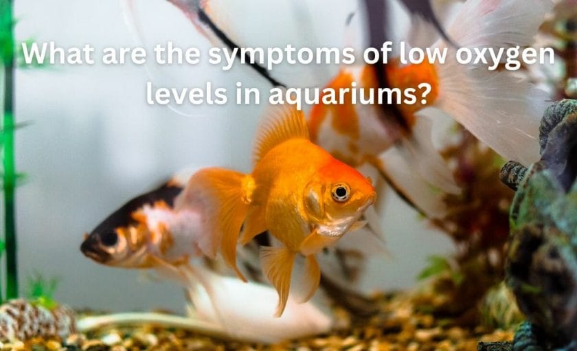 What are the symptoms of low oxygen levels in aquariums?
