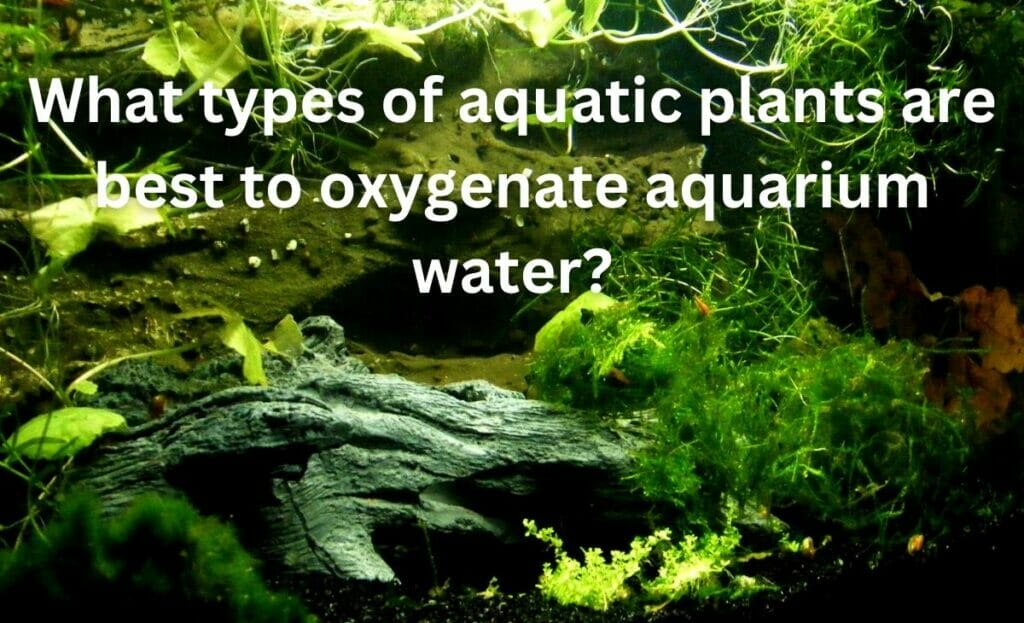 What types of aquatic plants are best to oxygenate aquarium water?