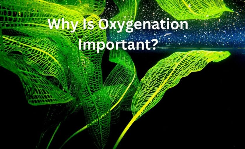 Why Is Oxygenation Important?