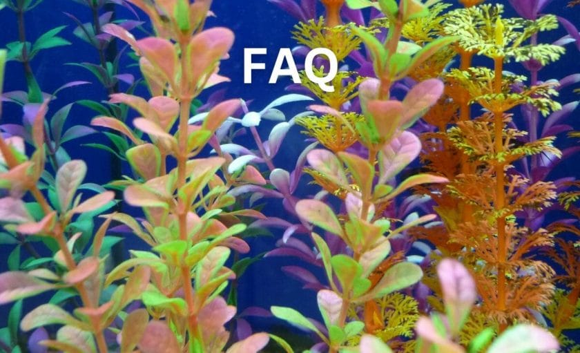 tall aquarium plants faq