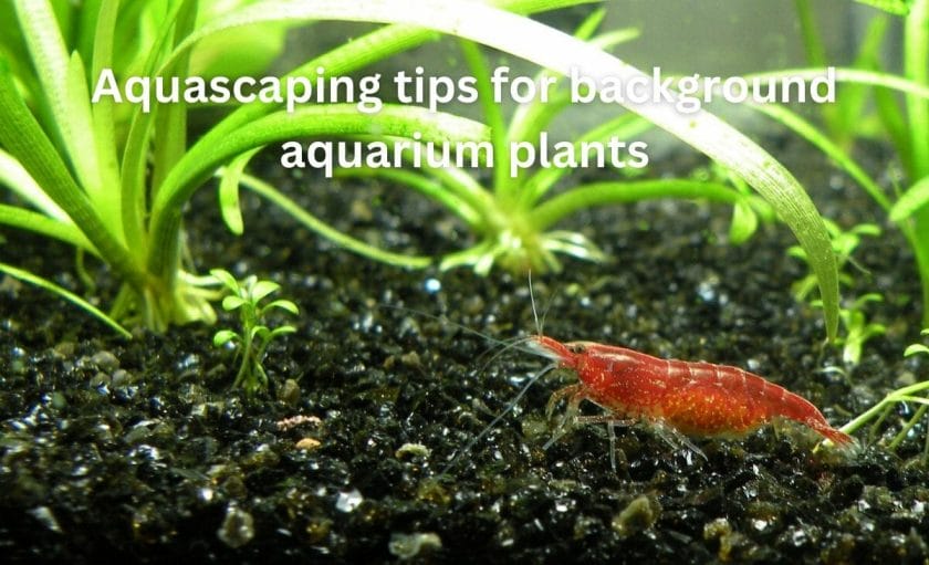 Aquascaping tips for background aquarium plants