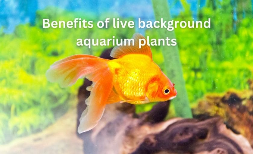 Benefits of live background aquarium plants