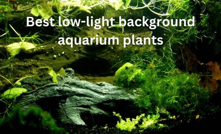 Best low-light background aquarium plants
