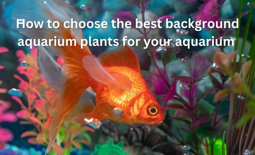 How to choose the best background aquarium plants for your aquarium (buyers guide)