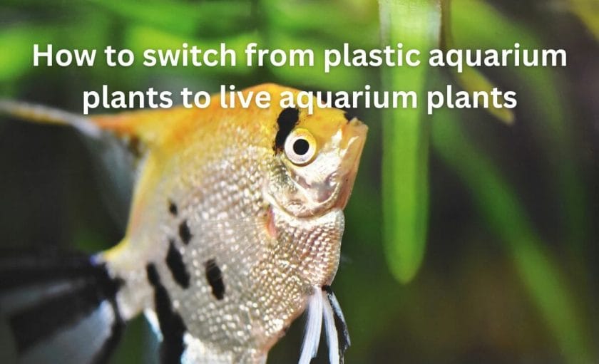 How to switch from plastic aquarium plants to live aquarium plants