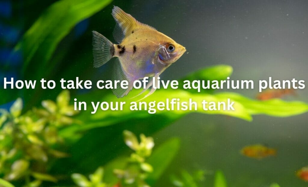 How to take care of live aquarium plants in your angelfish tank