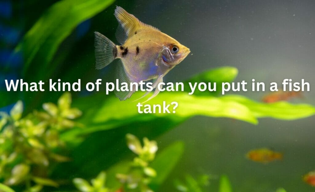 What kind of plants can you put in a fish tank?