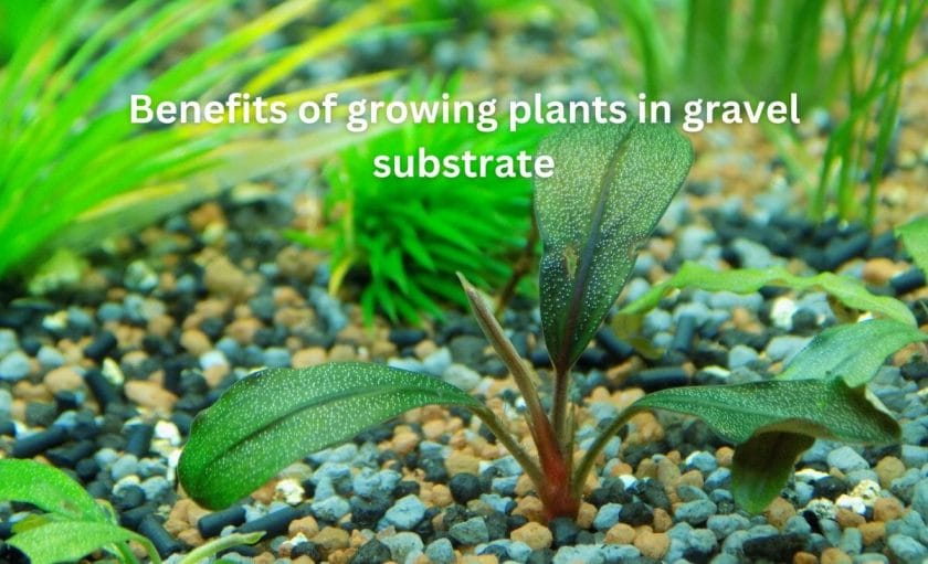 Benefits of growing plants in gravel substrate