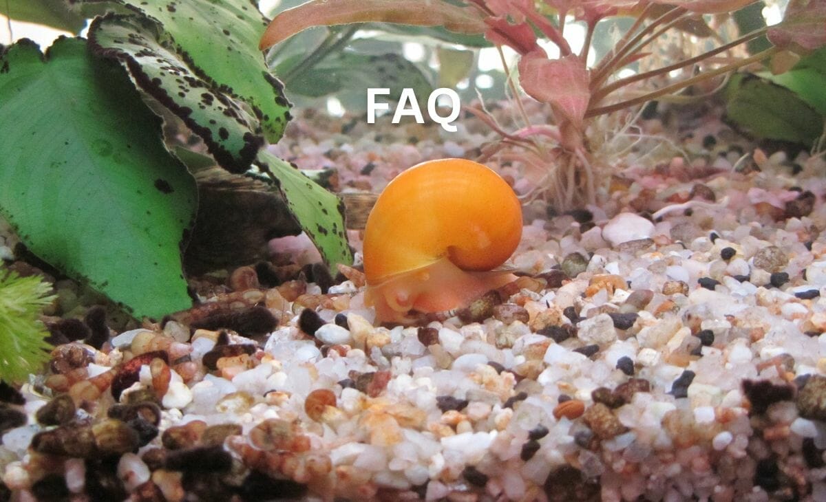 21 Best Aquarium Plants For Gravel Substrate (With Pictures) Aqua