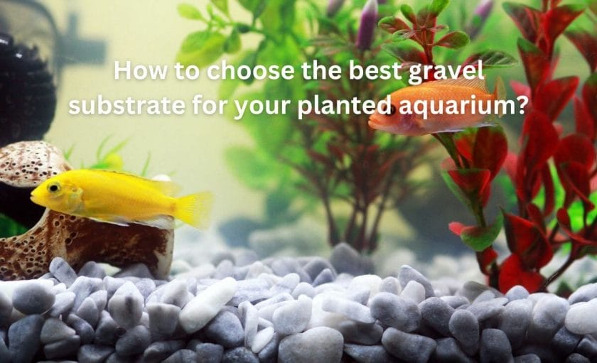 How to choose the best gravel substrate for your planted aquarium?