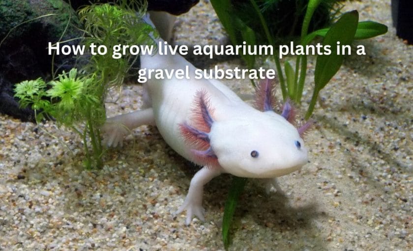 How to grow live aquarium plants in a gravel substrate