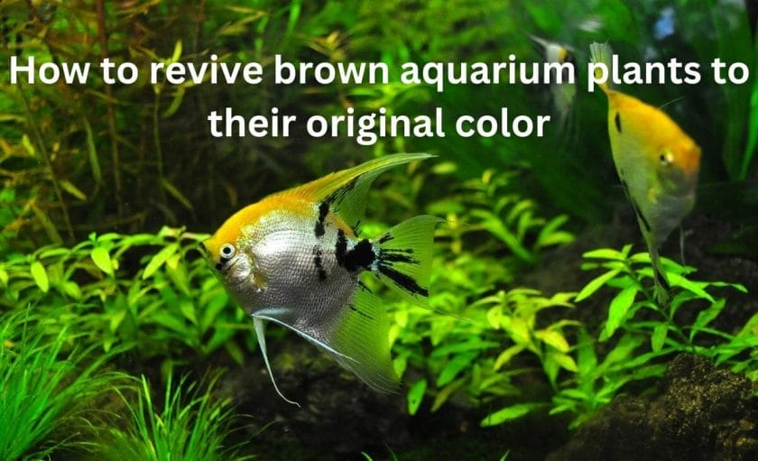 How to revive brown aquarium plants to their original color