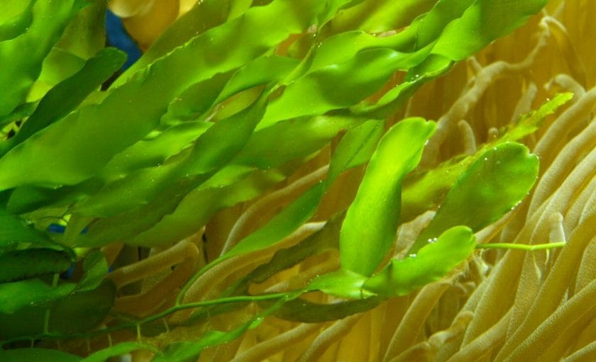 What are the reasons that cause the leaves of the aquarium plant to turn brown