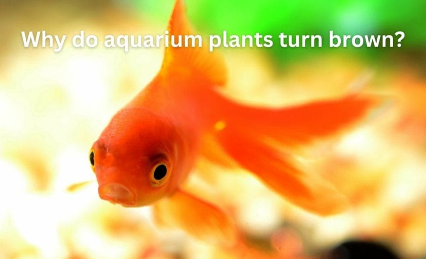 Why do aquarium plants turn brown?
