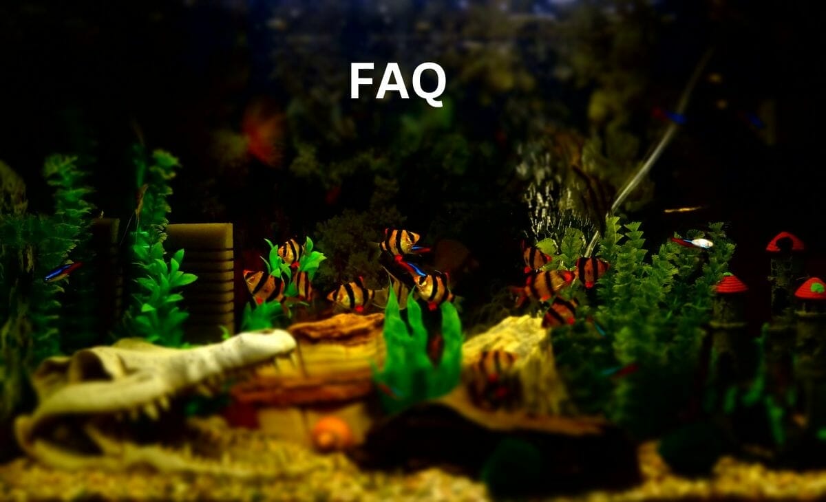 Aquarium Plants Turning Brown? (Causes and Fixes)