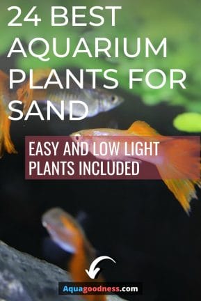 24 Best Aquarium Plants for Sand IMAGE