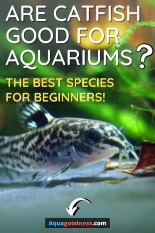 Are Catfish Good for Aquariums? (The Best Species for Beginners!) image