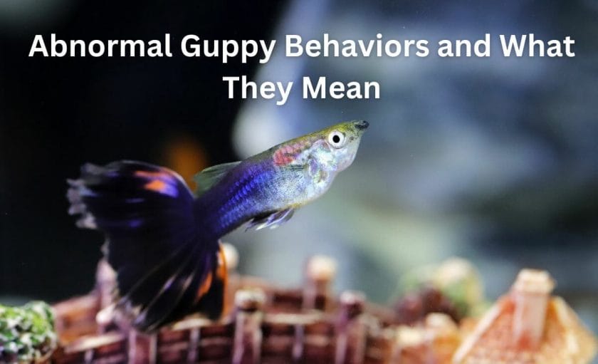 Abnormal Guppy Behaviors and What They Mean image