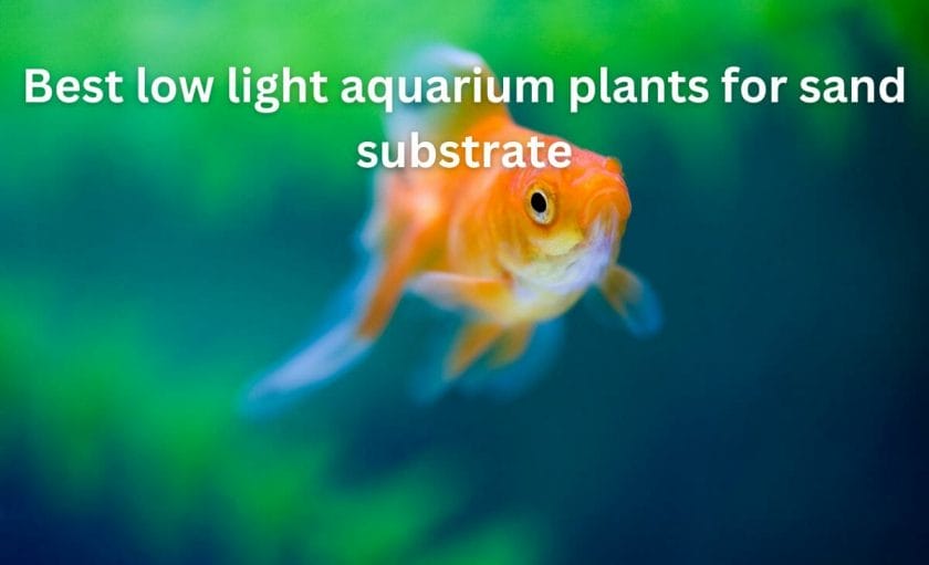 Best low light aquarium plants for sand substrate