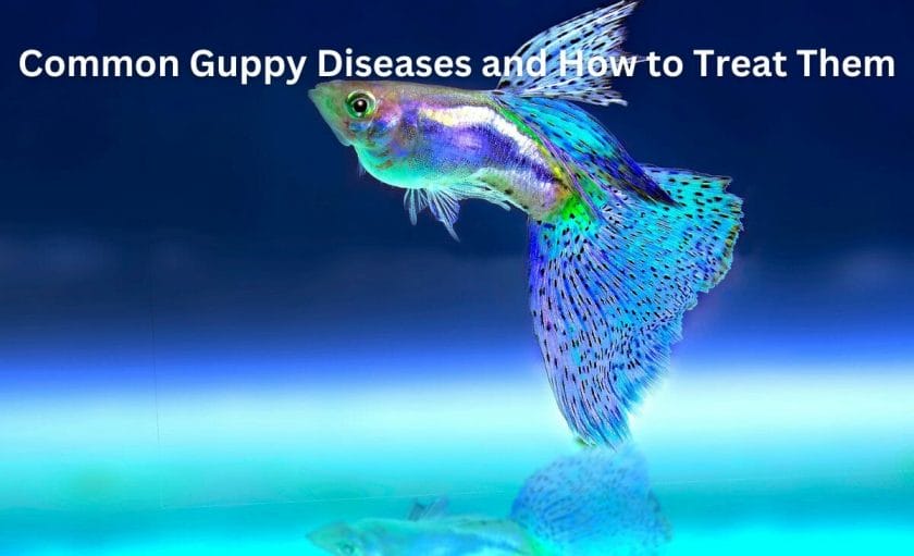 Common Guppy Diseases and How to Treat Them