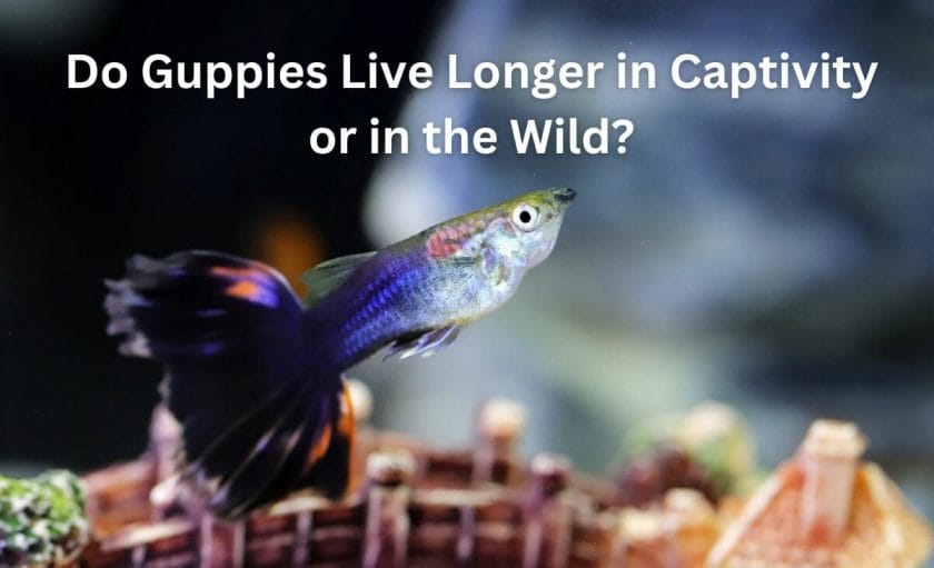 Do Guppies Live Longer in Captivity or in the Wild?
