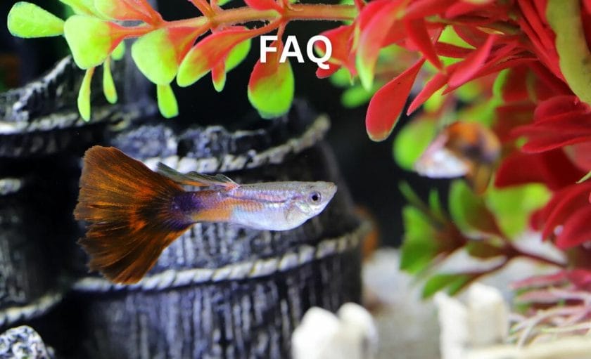 FAQs