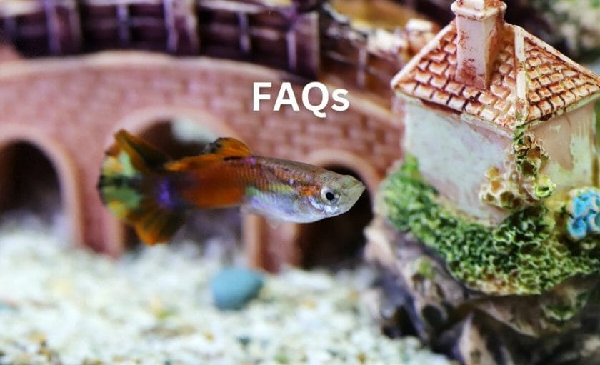 FAQs