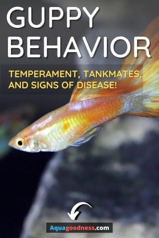 Guppy Behavior (Temperament, Tankmates, and Signs of Disease!) image