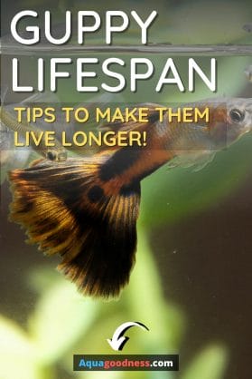 Guppy Lifespan (Tips to Make Them Live Longer!)
