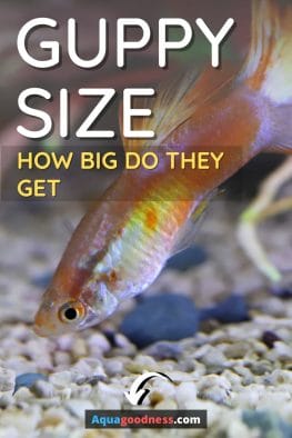 Guppy Size (How Big Do They Get)