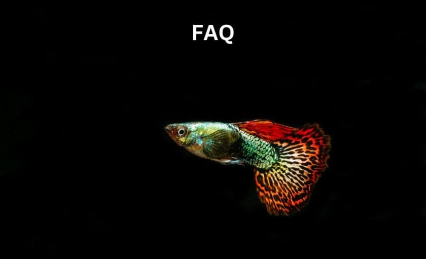 Guppy Behavior faq