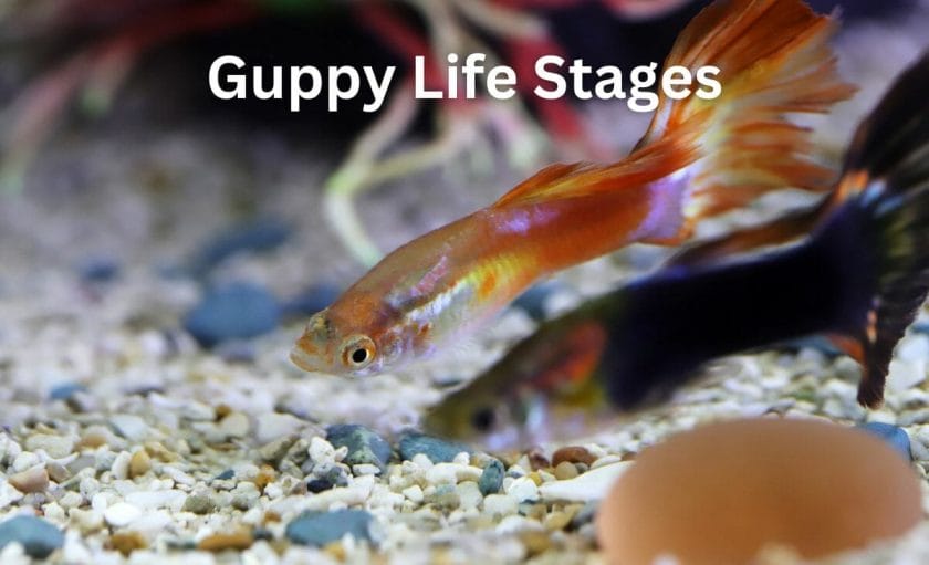 Guppy Life Stages