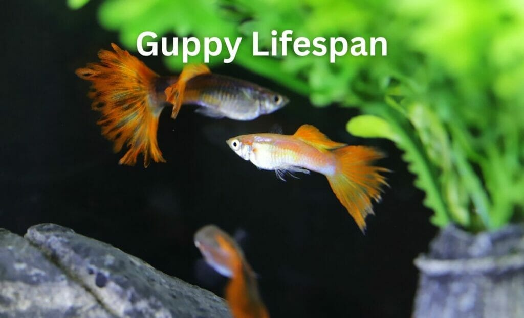 Guppy Lifespan