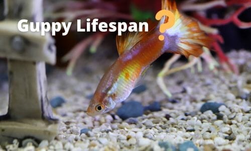 Guppy Lifespan