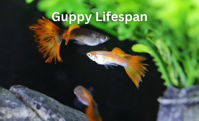 Guppy Lifespan