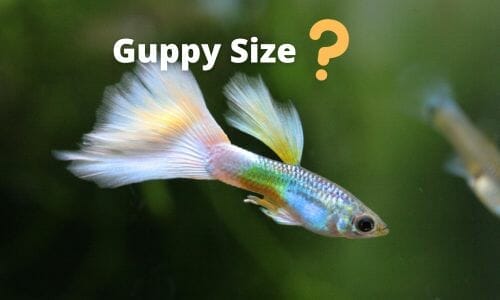 Guppy Size