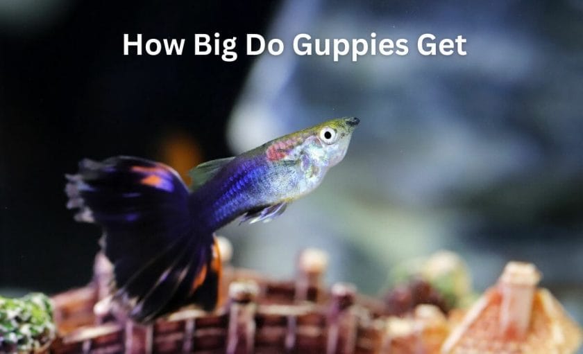 How Big Do Guppies Get?