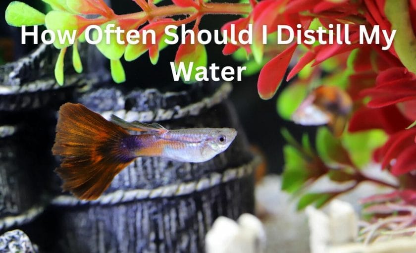 How Often Should I Distill My Water?