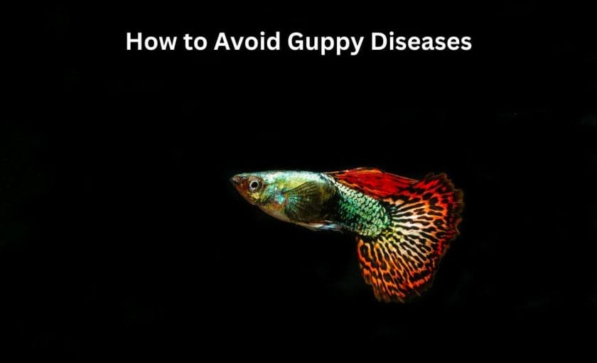 How to Avoid Guppy Diseases