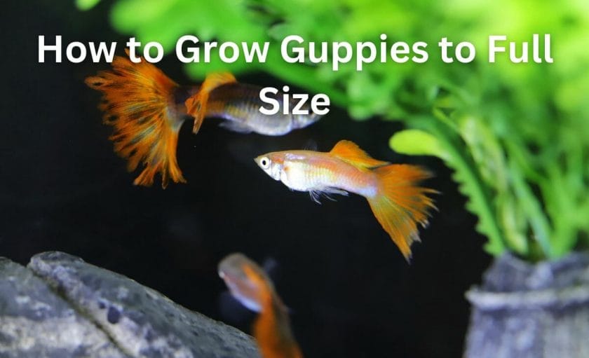How to Grow Guppies to Full Size
