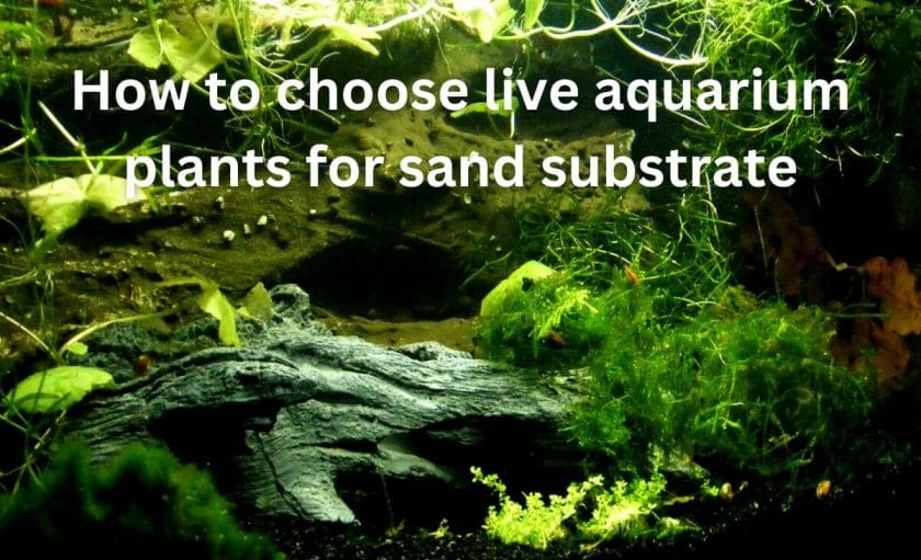 How to choose live aquarium plants for sand substrate