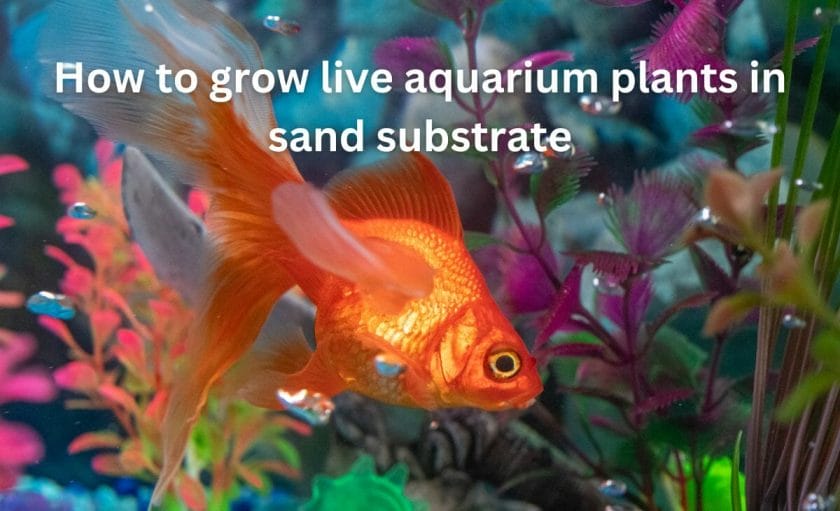 How to grow live aquarium plants in sand substrate image